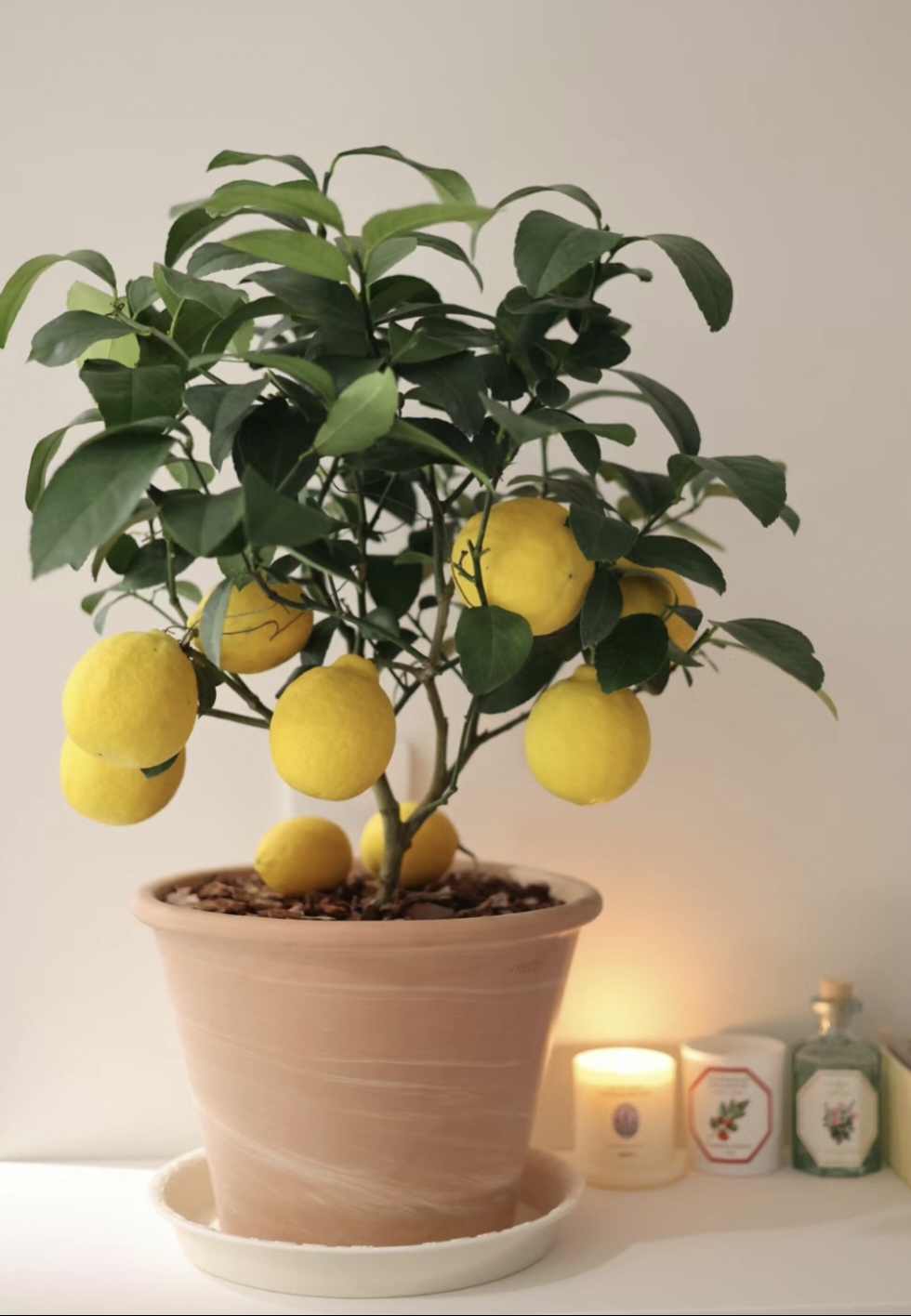 High Survival Rate Lemon Tree Seeds-Plantjoyfarm-Fruit Seeds,Lemon