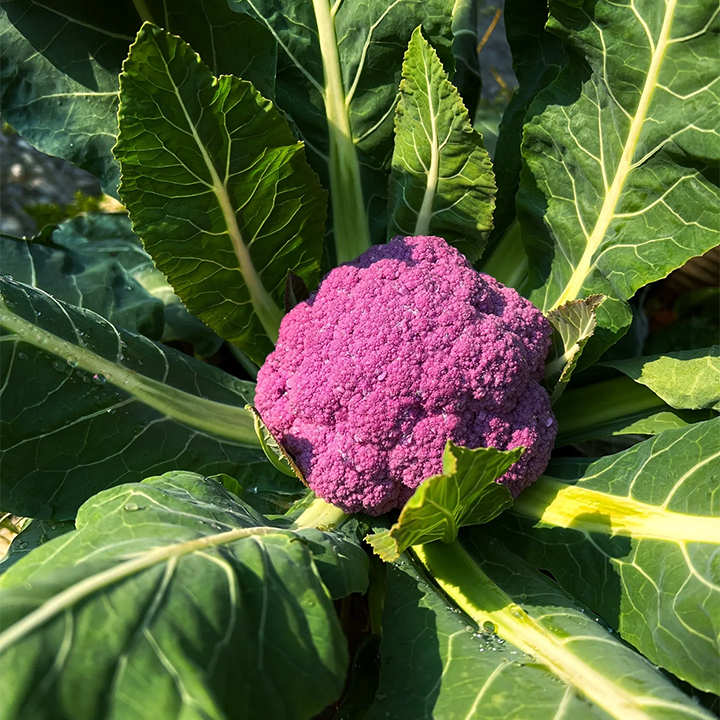 Purple Cauliflower Seed-Plantjoyfarm-Vegetable Seeds,best selling