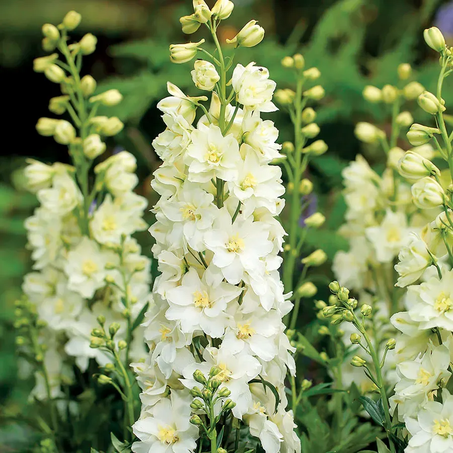 🌼🦋Mix-Colored Delphinium Seeds-Plantjoyfarm-new,Flower Seeds