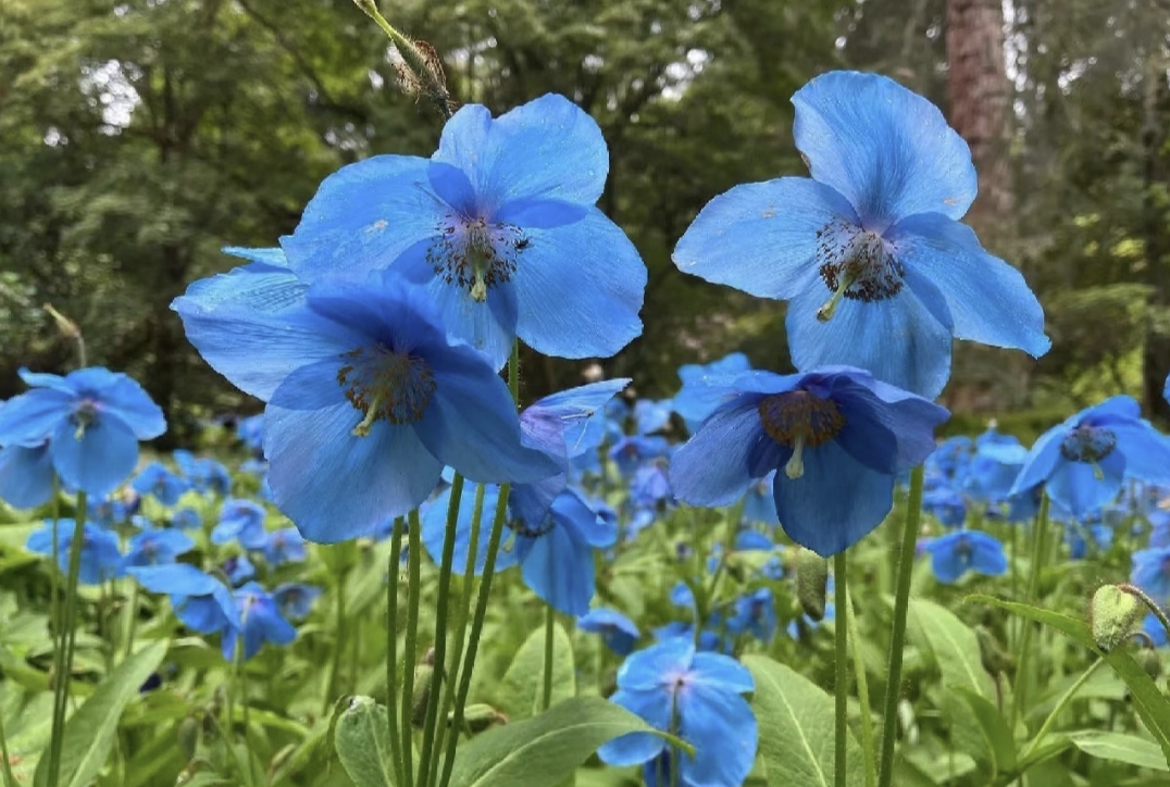 100 Blue Meconopsis Betonicifolia Flower Seeds-Plantjoyfarm-Garden Seeds,best selling
