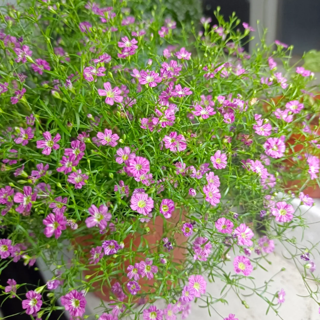 🌟Gypsophila—Sky Full Of Stars-Plantjoyfarm-best selling,Garden Seeds