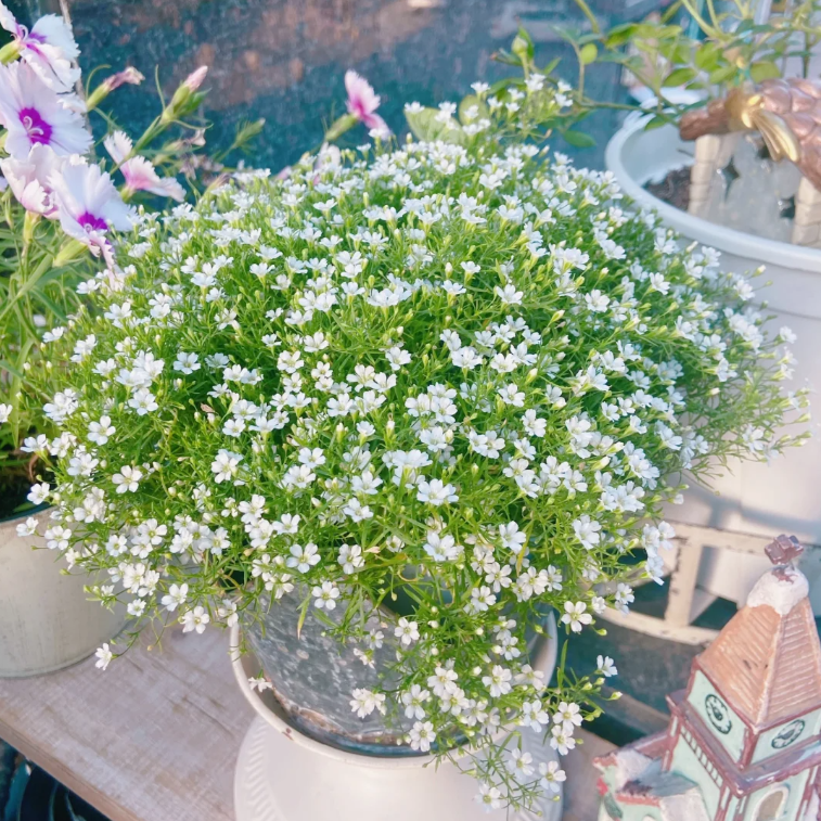 🌟Gypsophila—Sky Full Of Stars-Plantjoyfarm-best selling,Garden Seeds
