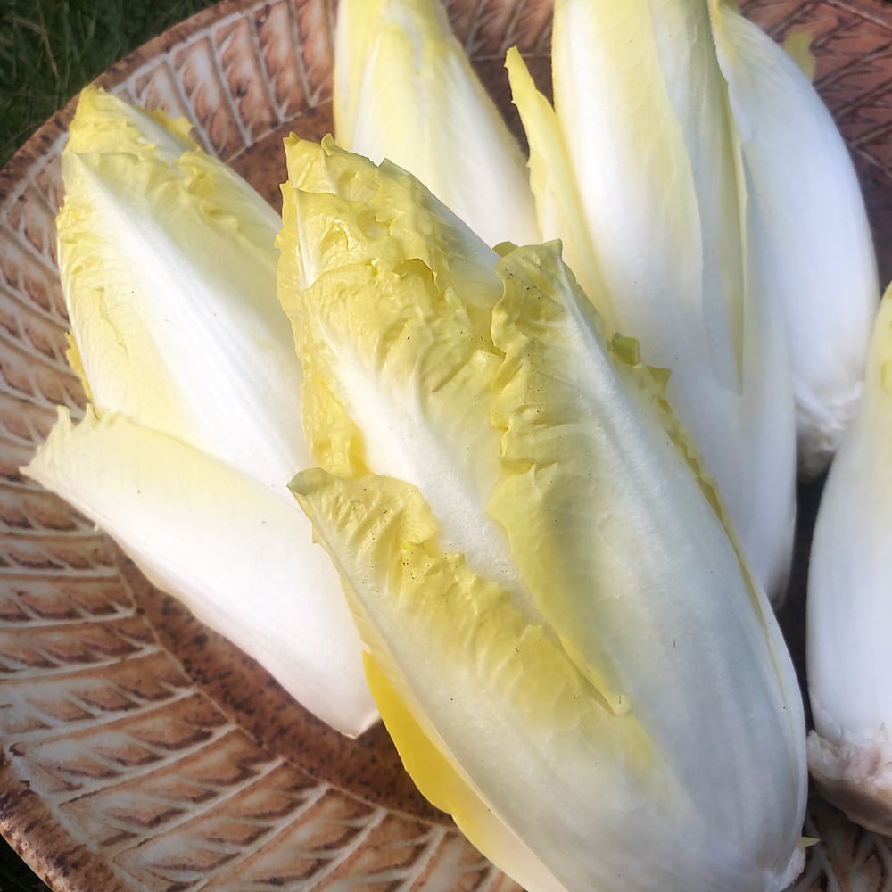 Golden Magnolia Seeds—The “Prince” of European Vegetables-Plantjoyfarm-Vegetable Seeds,best selling