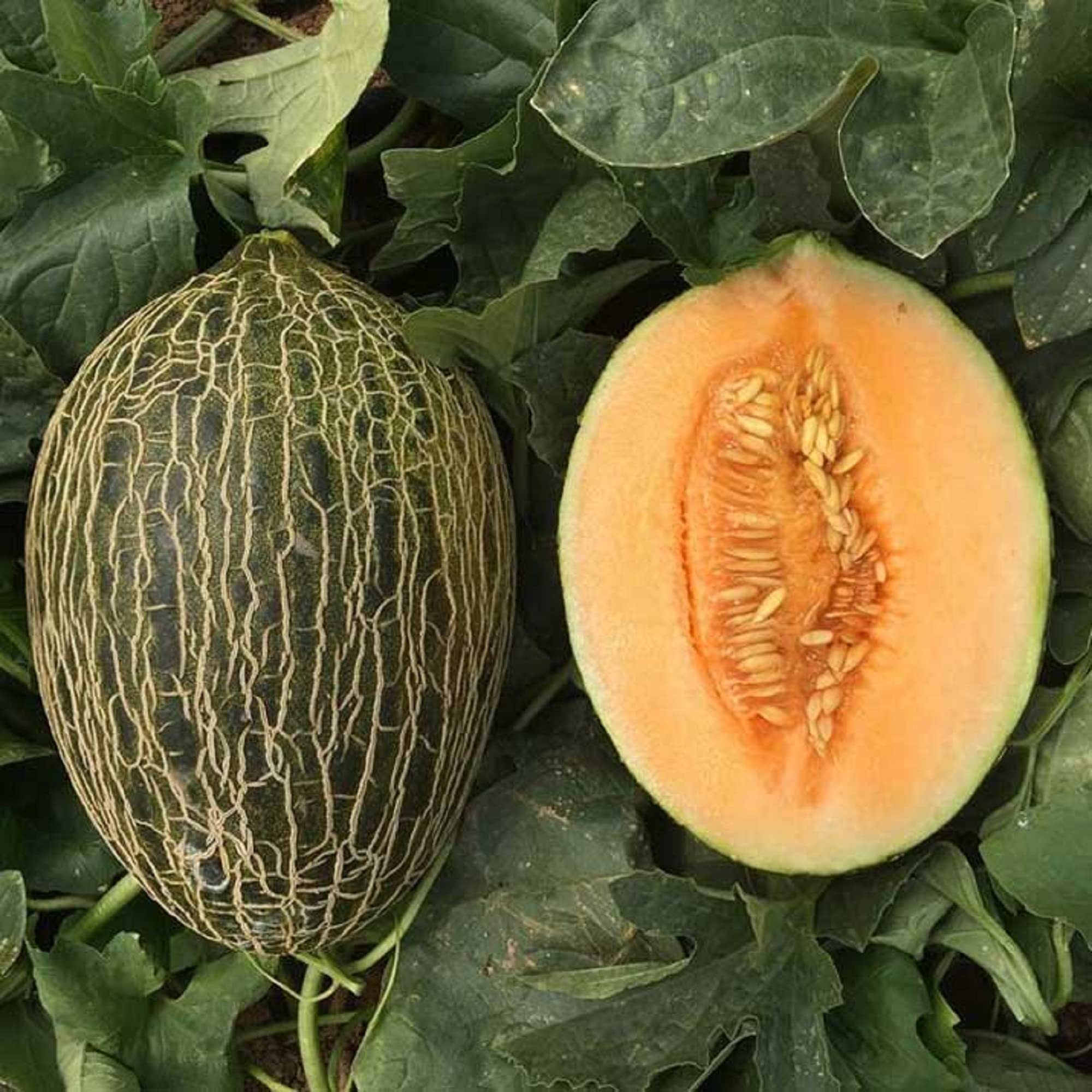 Piel De Sapo Melon-Plantjoyfarm-Fruit Seeds,best selling