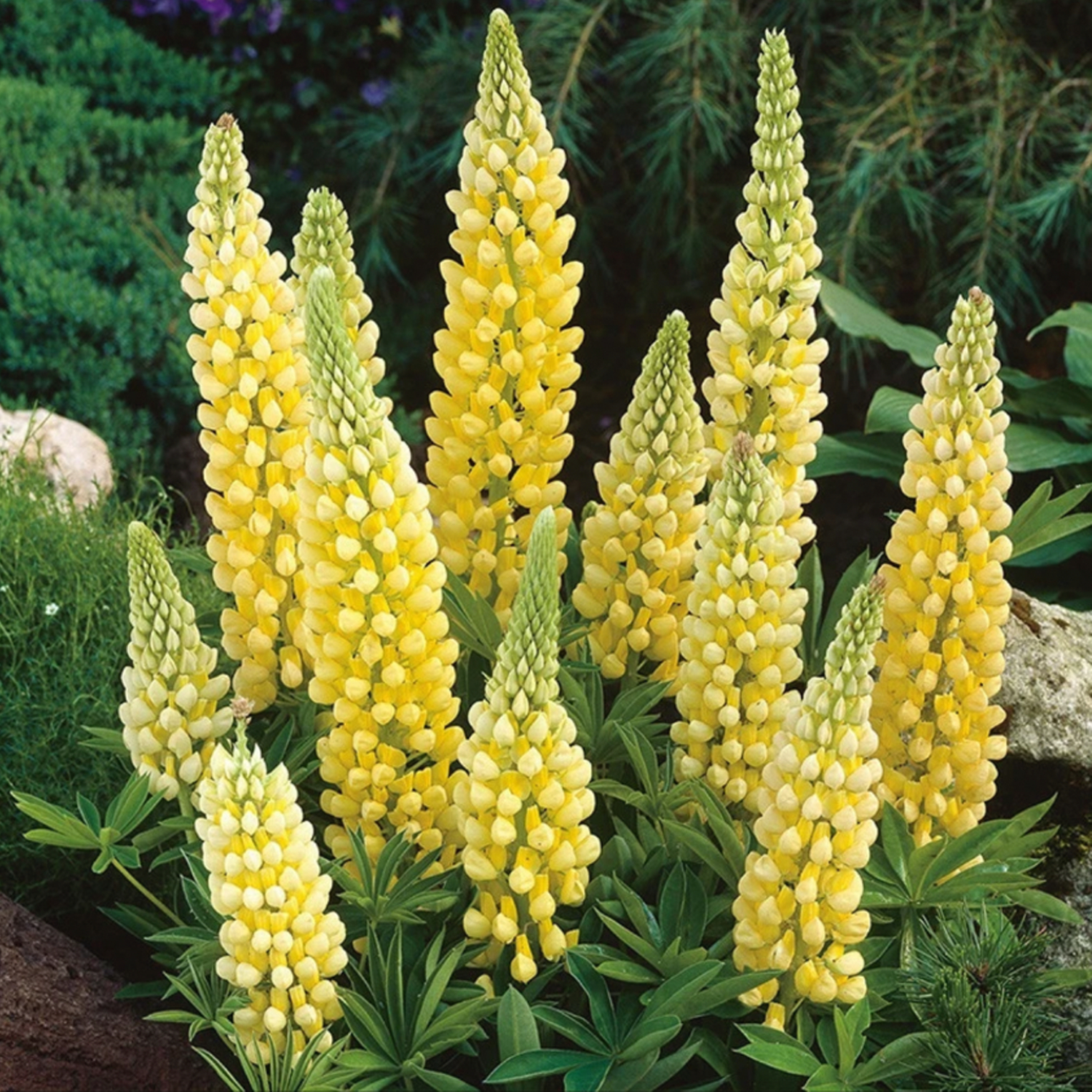 Mixed-color Lupine Seeds🎉-Plantjoyfarm-
