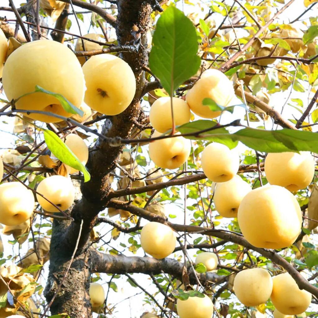 Golden Apple Seeds-Plantjoyfarm-