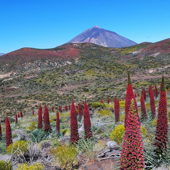 TOWER OF JEWELS Red Bugloss Echium Wildpretii Ruby Hummingbird Flower Seeds *Flat Shipping-Plantjoyfarm-Flower Seeds,Garden Seeds,best selling