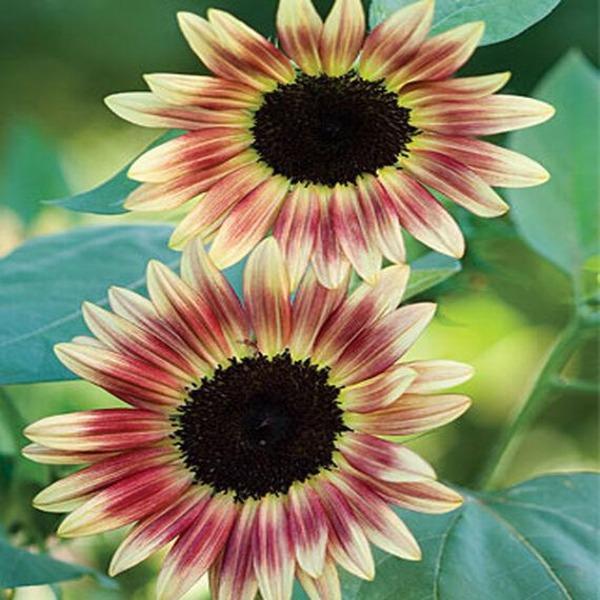 100 Pcs Strawberry Blonde Hybrid Sunflower Seeds-Plantjoyfarm-Sunflower Seeds,best selling