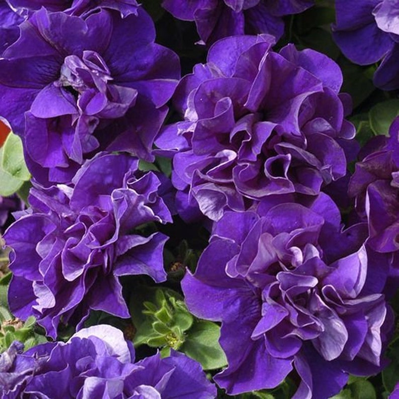 Double Cascade Petunia Duo Blue F1 Seeds - Petunia x hybrida-Plantjoyfarm-Petunia,Garden Seeds,best selling