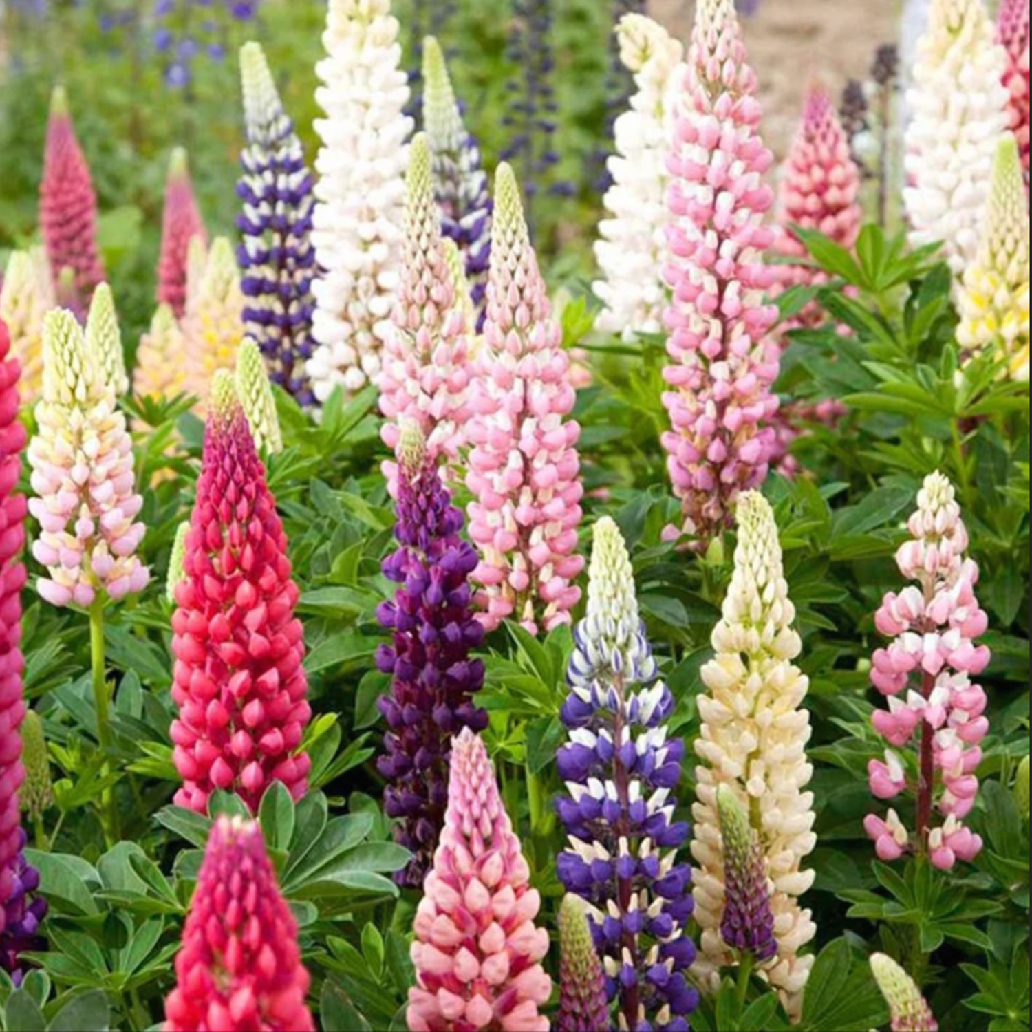 Mixed-color Lupine Seeds🎉-Plantjoyfarm-