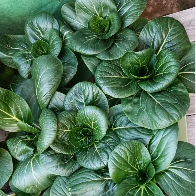 Black-leaf Bok Choy Seeds-Plantjoyfarm-Vegetable Seeds,best selling