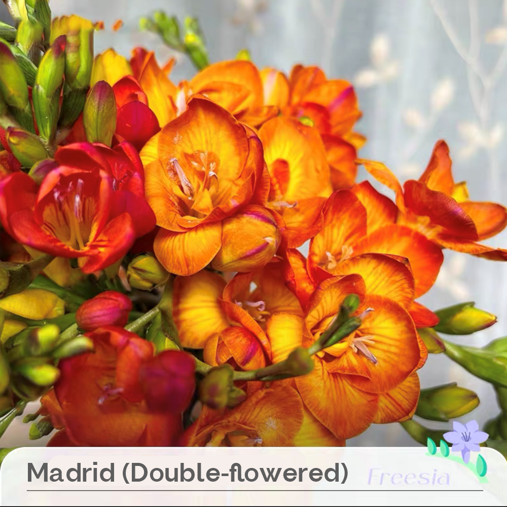 Freesia Bulbs --Comming Soon-Plantjoyfarm-Flower Seeds,flower bulb