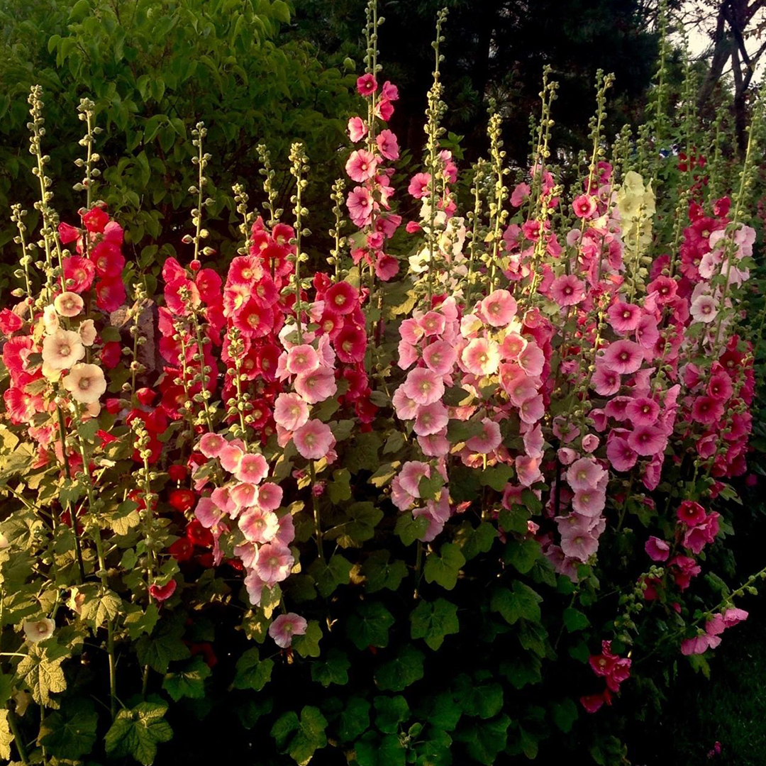 Hollyhock Seeds - Single Mix-Plantjoyfarm-Flower Seeds