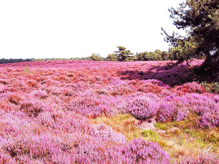 Purple Heather-callun-Plantjoyfarm-Flower Seeds,Garden Seeds,best selling