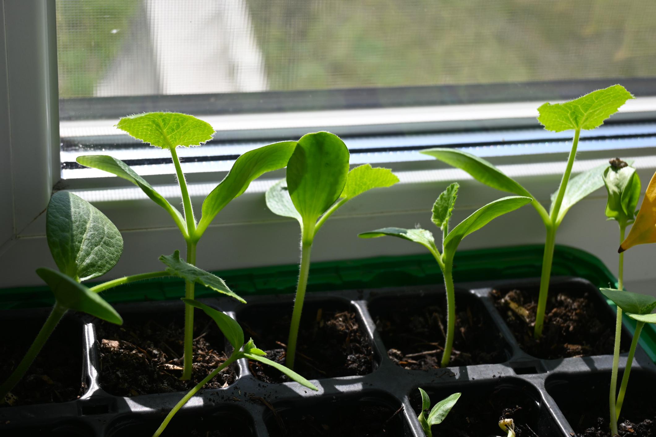 Seedlings growing on window sill, indoor seed starting and home gardening concepts with Copy Space