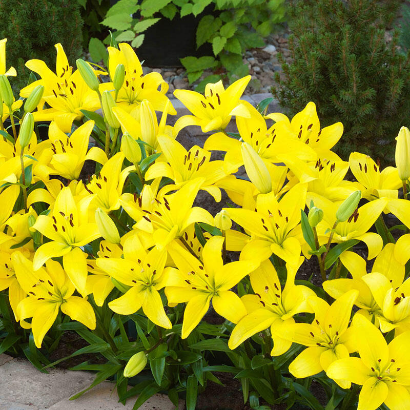 Carpet Border Lily-Plantjoyfarm-Flower Seeds,Garden Seeds,best selling