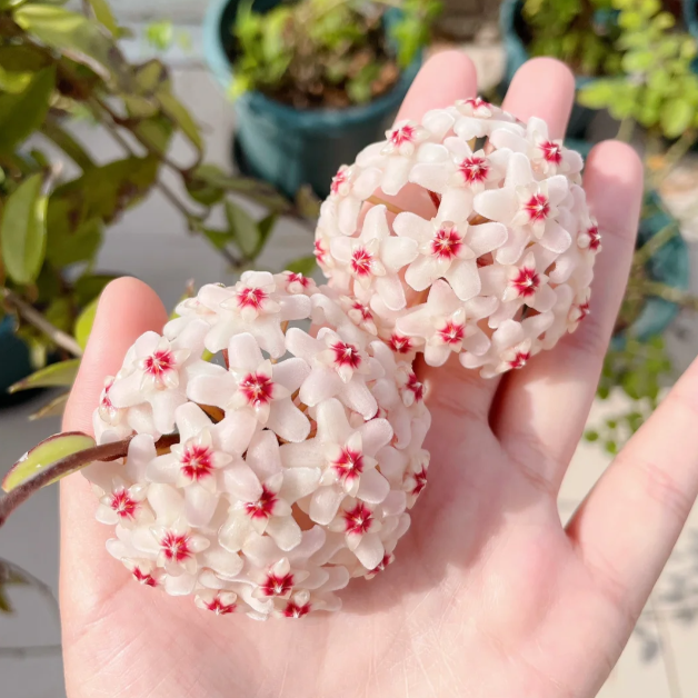 🌟Ball Orchid - Falling Stars From The Sky-Plantjoyfarm-best selling,Garden Seeds