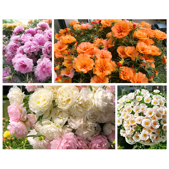 Heavy Petals Pine Leaf Peony-Plantjoyfarm-Garden Seeds,best selling