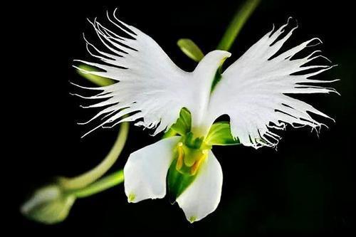 Habenaria radiata-Plantjoyfarm-Garden Seeds,best selling