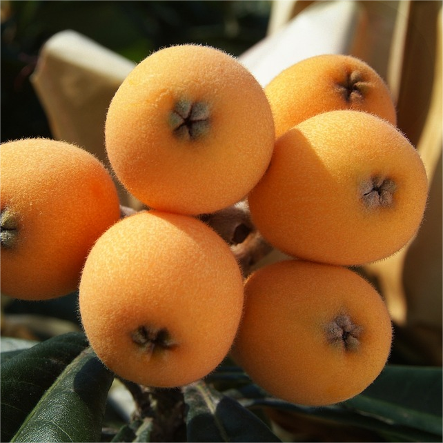 Five-star Loquat Seeds-Plantjoyfarm-