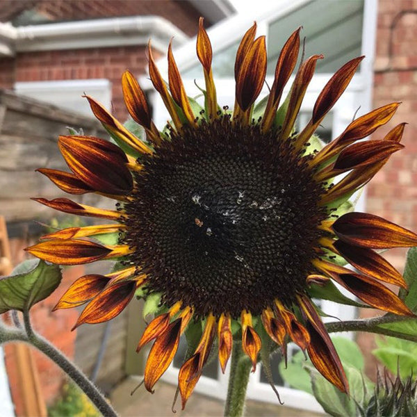 Tiger Sunflower Seeds-Plantjoyfarm-Garden Seeds,Sunflower Seeds,best selling