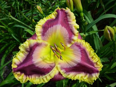 Daylily Hybrid Flowers Seeds, Hemerocallis Hybrid, 20pcs/pack-Plantjoyfarm-Flower Seeds,Garden Seeds,best selling