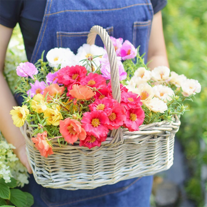 Heavy Petals Pine Leaf Peony-Plantjoyfarm-Garden Seeds,best selling