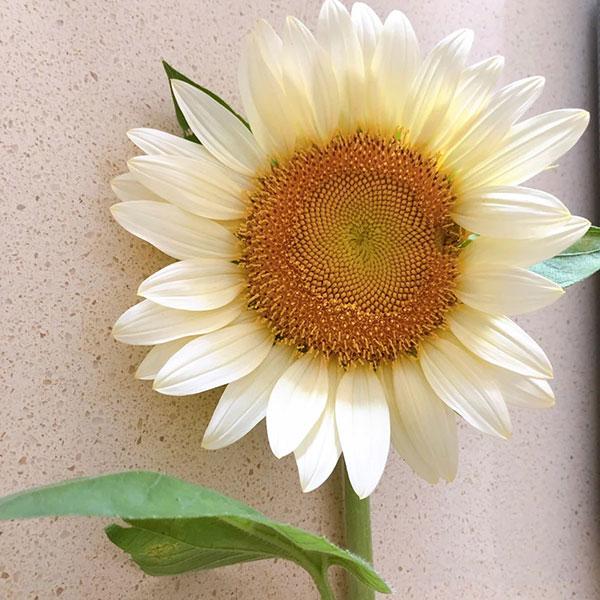 Butter Sunflower Seeds-Plantjoyfarm-Sunflower Seeds,best selling