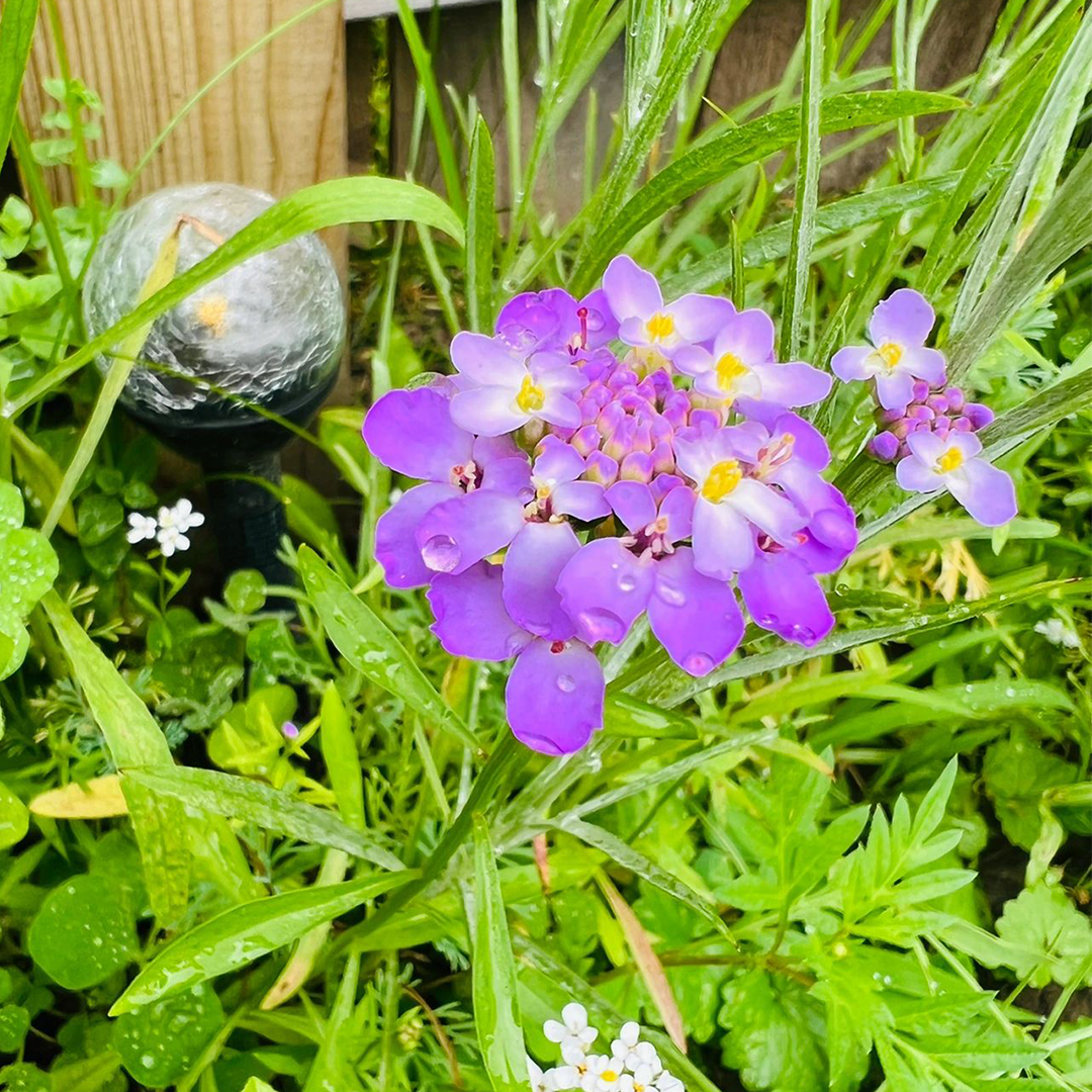 Candytuft Seeds - Mixed Colors-Plantjoyfarm-Flower Seeds
