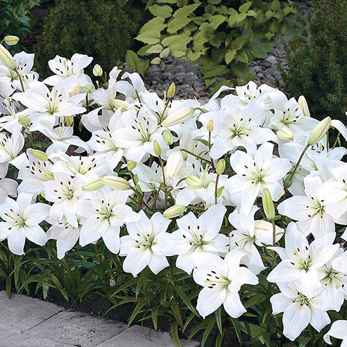 Carpet Border Lily-Plantjoyfarm-Flower Seeds,Garden Seeds,best selling