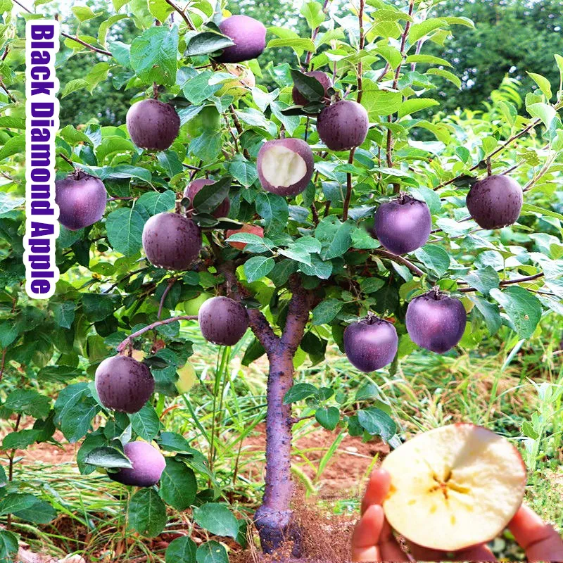 Rare Black Diamond Apple Seeds-Plantjoyfarm-Fruit Seeds,best selling