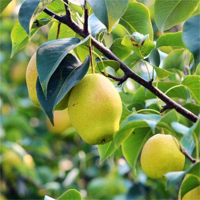 Korla Fragrant Pear Seeds-Plantjoyfarm-