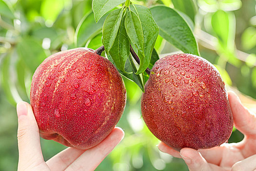 Pyrus pyrifolia 'Nijisseiki'🌈Rainbow Pear Seeds-Plantjoyfarm-