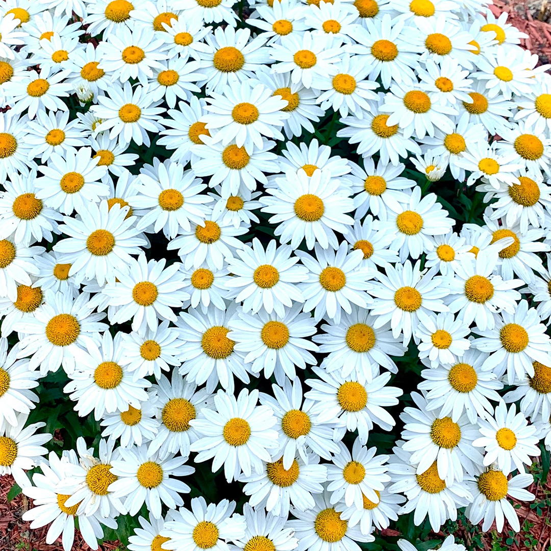 Popular Groundcover-Daisy Seeds-Plantjoyfarm-Flower Seeds