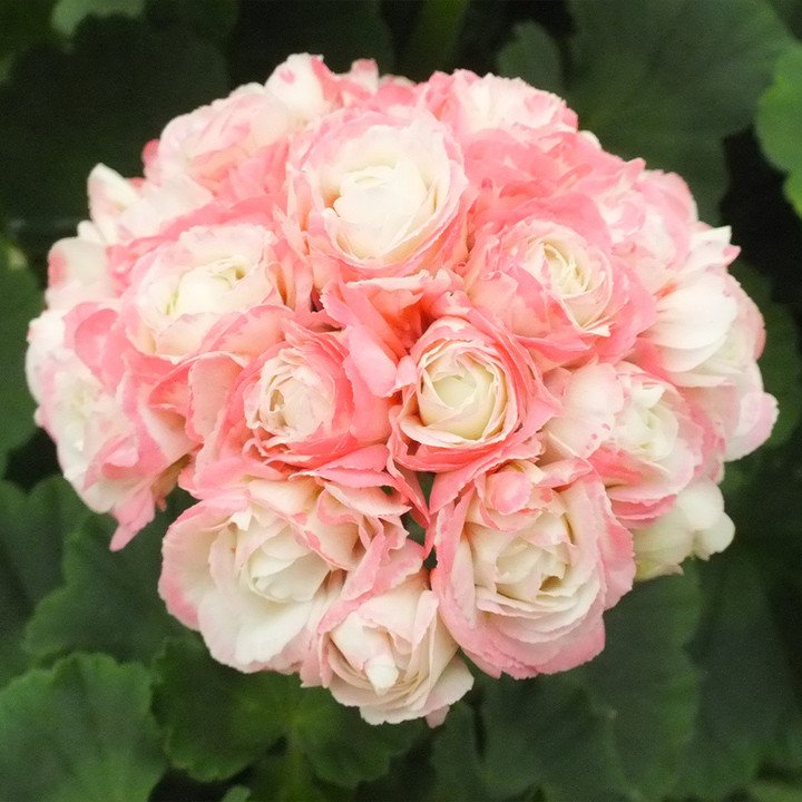 Apple Blossom Geranium Seeds-Plantjoyfarm-Garden Seeds,Geranium,best selling