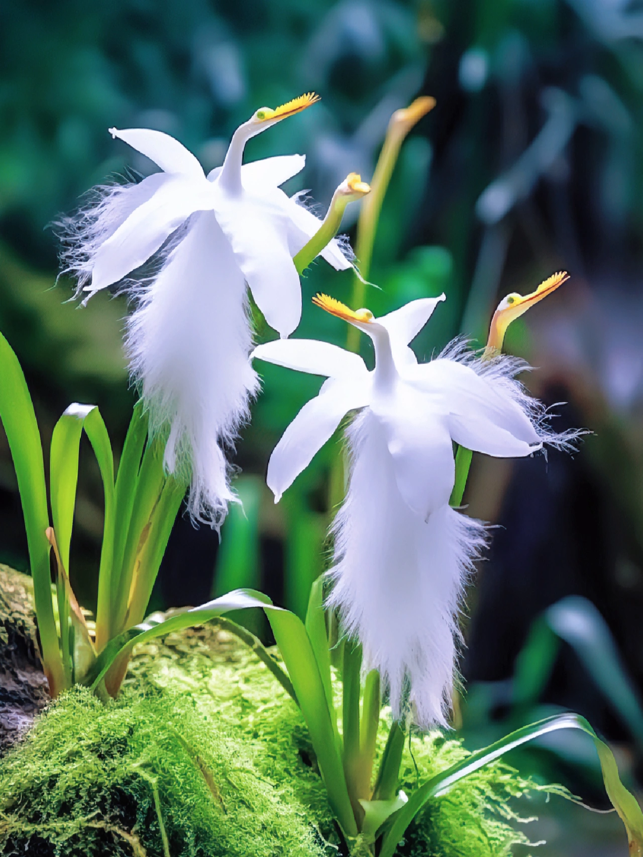 White Egret Orchid (Habenaria Radiata) pigeon Flower Seeds-Plantjoyfarm-Flower Seeds,Garden Seeds,best selling