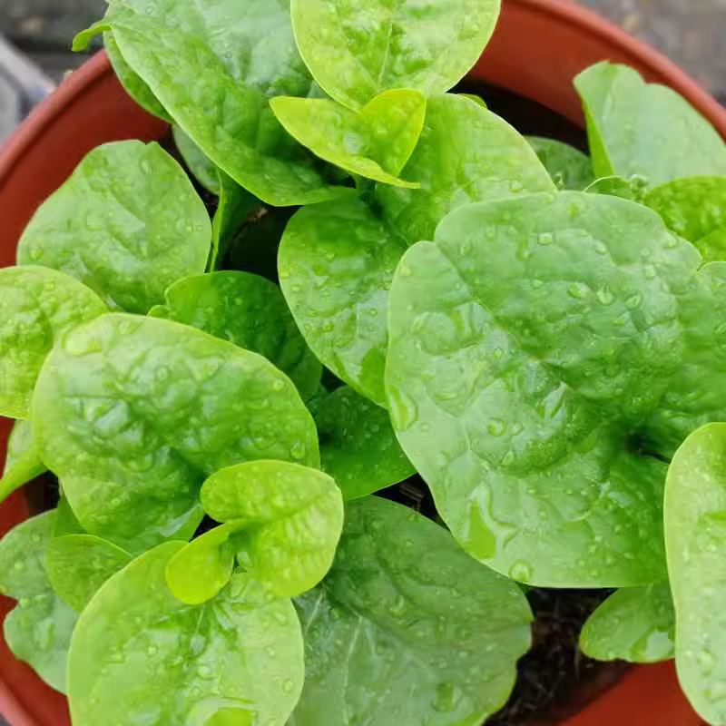 Basella Alba Seeds-Plantjoyfarm-Vegetable Seeds,best selling