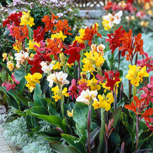 Tall Canna Greenleaf Mixture-Plantjoyfarm-Flower Seeds,Garden Seeds,best selling