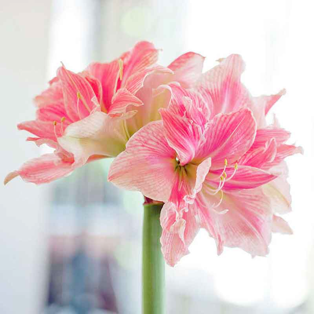 Amaryllis Bulbs - Beautiful Fairy-Plantjoyfarm-flower bulb,Flower Seeds