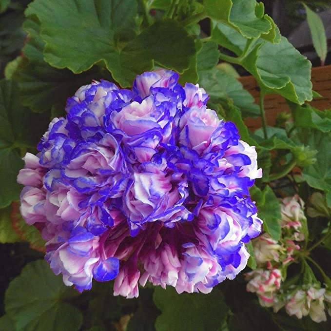 Rare 'Night Blue' Geranium Seeds Appleblossom Rosebud Pelargonium Perennial-Plantjoyfarm-Flower Seeds,Garden Seeds,best selling