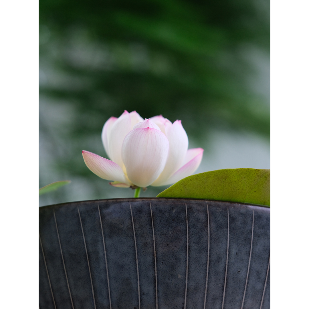 Bowl Lotus: Embracing Zen through Blossoms-Plantjoyfarm-Flower Seeds