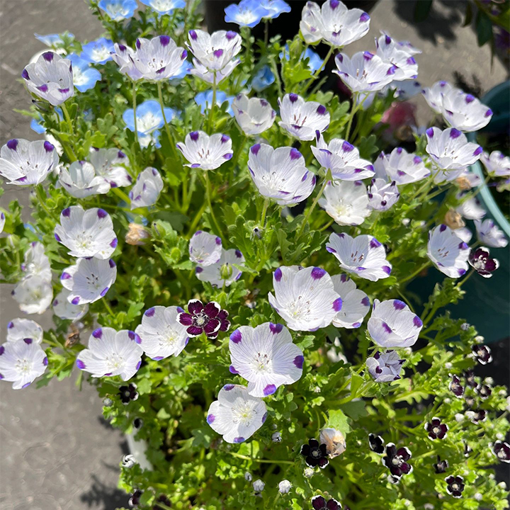 Baby Blue Eyes Seeds-Plantjoyfarm-Flower Seeds,Garden Seeds,best selling