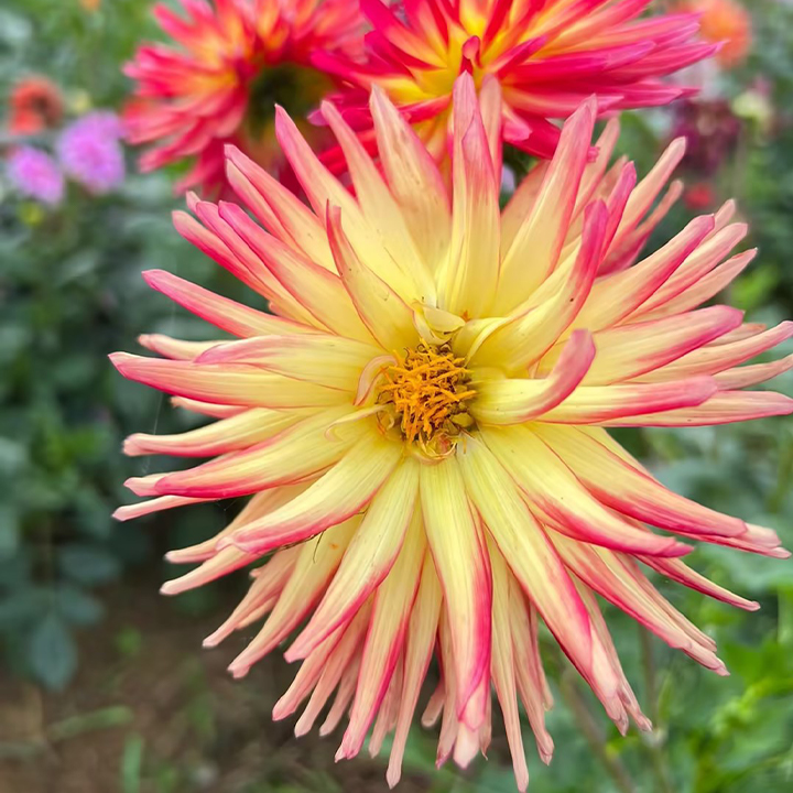 Mixture Dahlia Seeds-Plantjoyfarm-Flowers Seeds,Garden Seeds,best selling