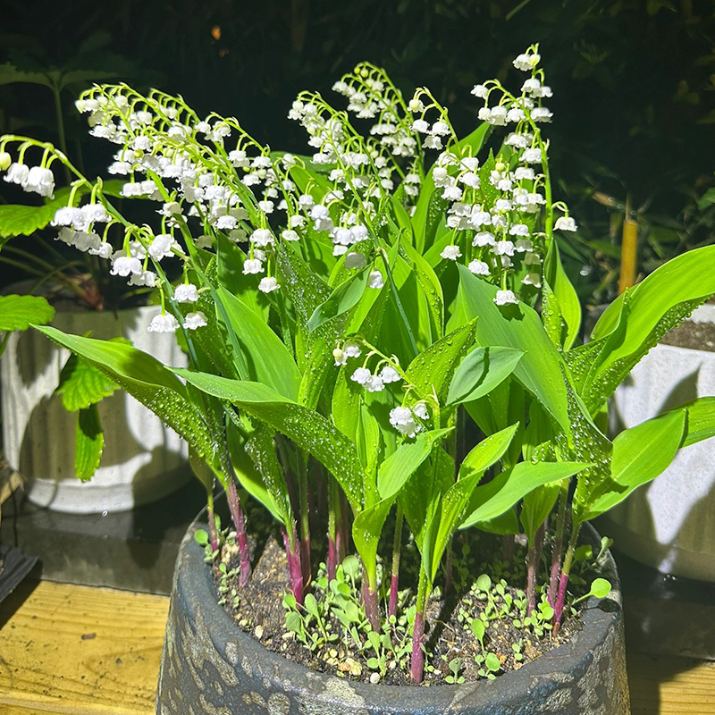 Lily of the Valley Roots-Plantjoyfarm-Flower Seeds