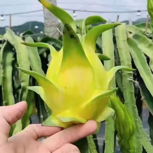 Multi-colored Dragon Fruit Seeds-Plantjoyfarm-Fruit Seeds,best selling