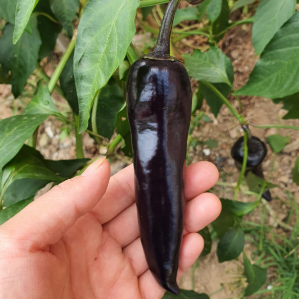 ๐ถ๏ธThe Latest Pepper Variety - Purple Beauty-Plantjoyfarm-seeds