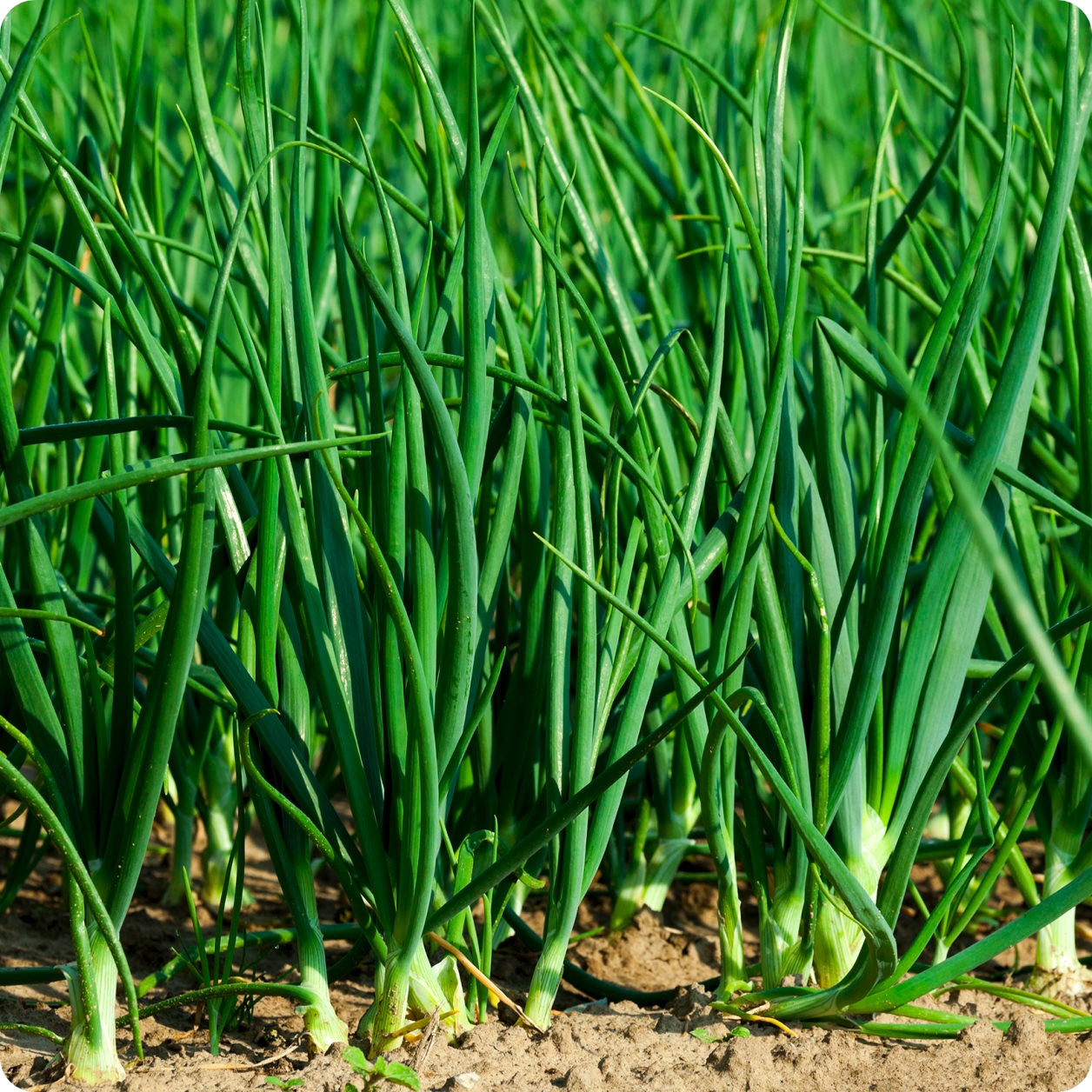 Green Onion seeds-Plantjoyfarm-Vegetable Seeds,best selling