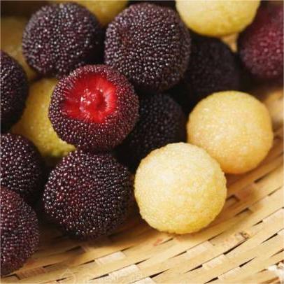 Himalayan Bayberry (Kaphal) Seeds-Plantjoyfarm-