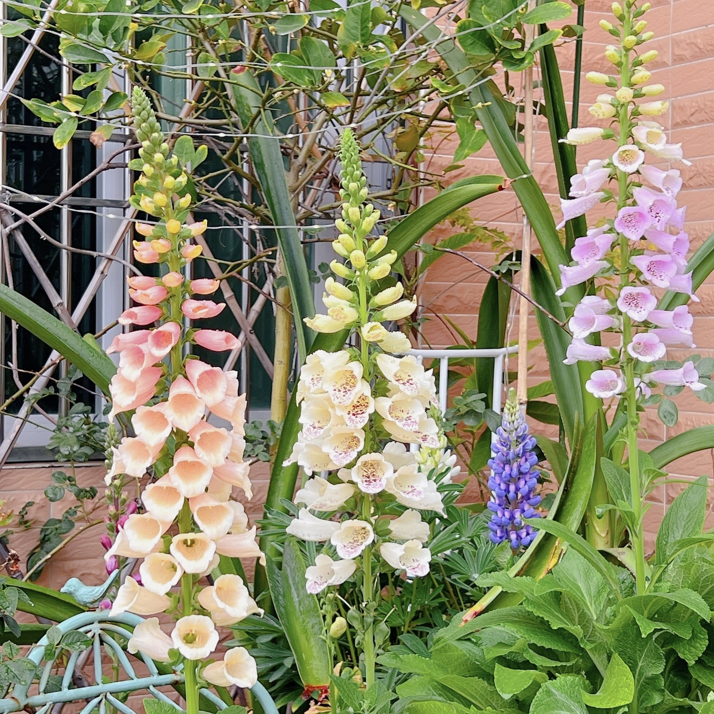 Mixed Foxglove Seeds-Plantjoyfarm-Garden Seeds,Flowers Seeds,best selling