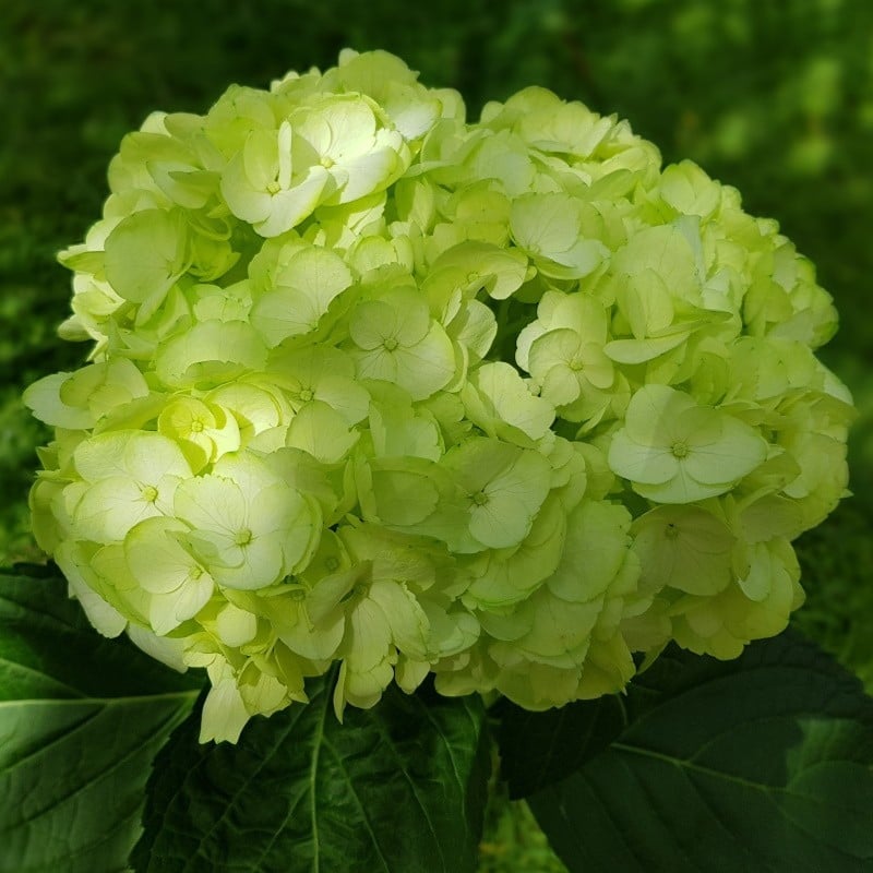 🔥Last Day 49%OFF - Colorful Giant Hydrangea Seeds-Perennial Flower Seeds